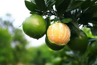 華逸府聯(lián)手德慶皇帝柑，為您帶來(lái)入冬的第一口甜~~