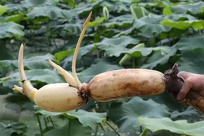 華逸府聯(lián)手湖北洪湖藕、江永芋頭，為您帶來健康原生態(tài)食材